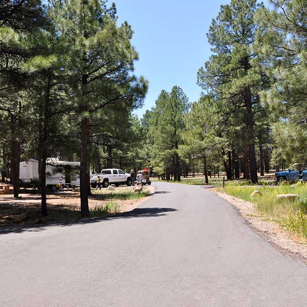 Pine Grove 2