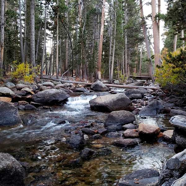 Pine Grove 3